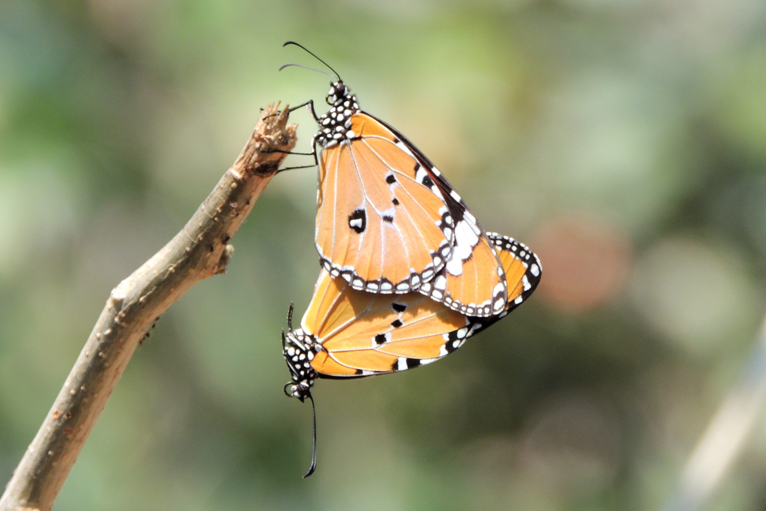 Tiger in Melghat Tiger Reserve, photographed by Yadav Tarte Patil