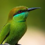 Little Green Bee-eater