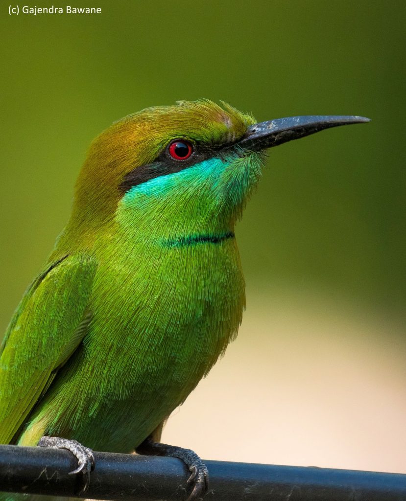 Little Green Bee-eater